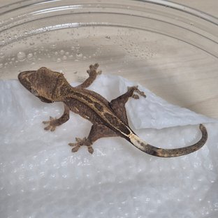 다크 팬텀 슈퍼스트라이프