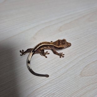 슈퍼스트라이프 엠티백