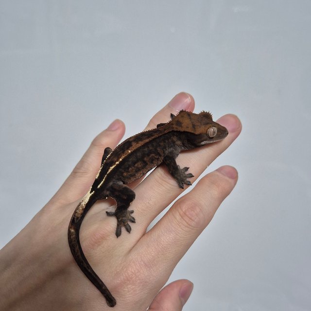 다크 엠티백 카푸치노