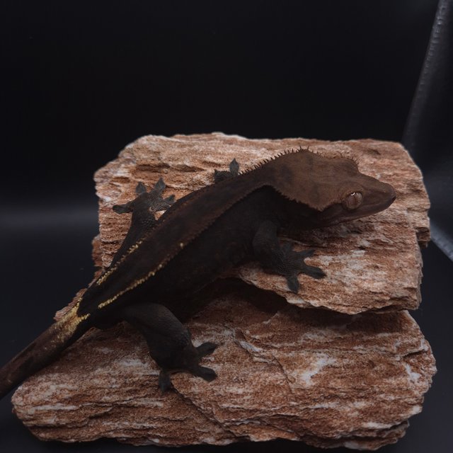 다크 엠티백 카푸치노