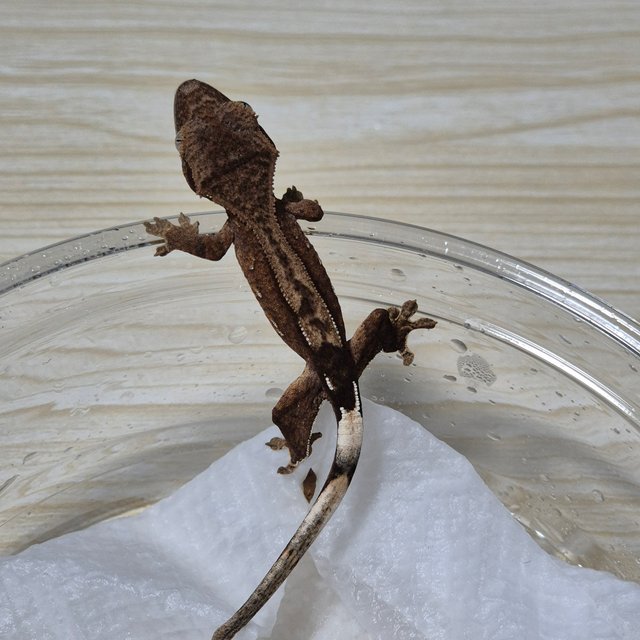 다크 팬텀 슈퍼스트라이프