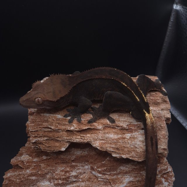 다크 엠티백 카푸치노