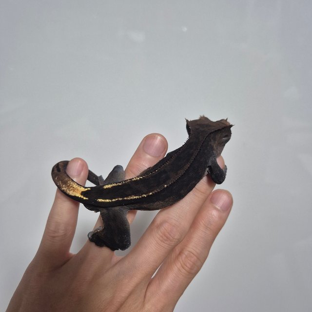 다크 엠티백 카푸치노