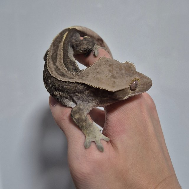 팬텀 슈퍼스트라이프 엠티백