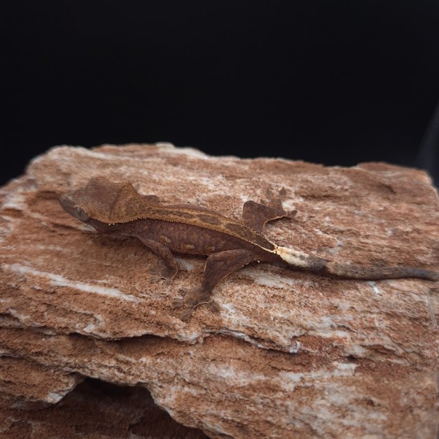 다크 팬텀 슈퍼스트라이프