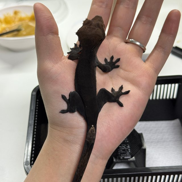 다크 팬텀 카푸치노