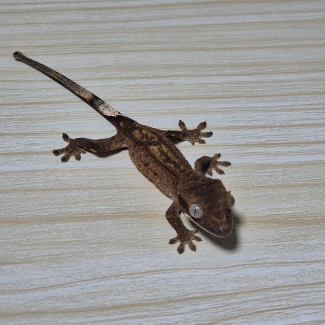 다크 팬텀 슈퍼스트라이프