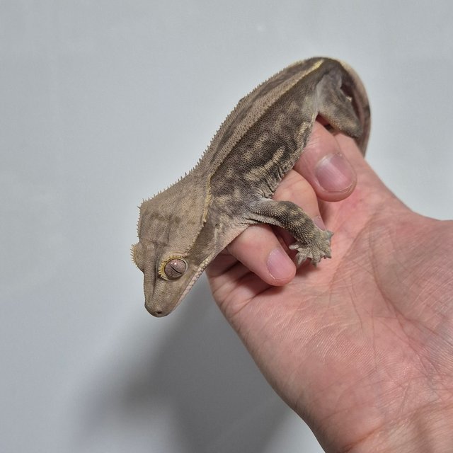 팬텀 슈퍼스트라이프 엠티백