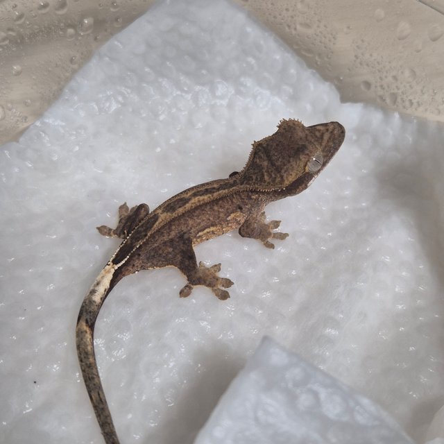 다크 팬텀 슈퍼스트라이프