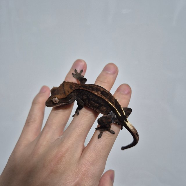 다크 엠티백 카푸치노