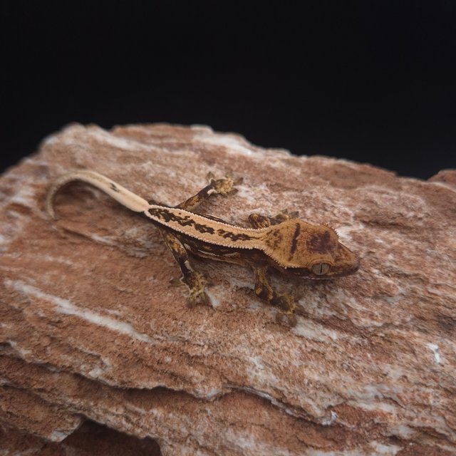 슈퍼스트라이프 핀스트라이프 쿼드