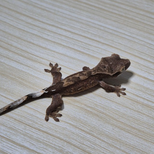 노멀 다크 팬텀