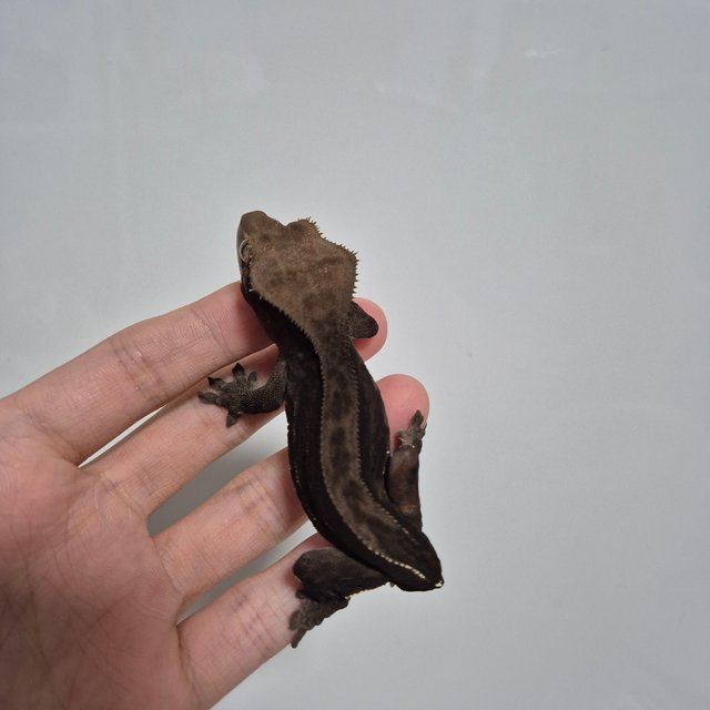 챠콜 팬텀 슈퍼스트라이프