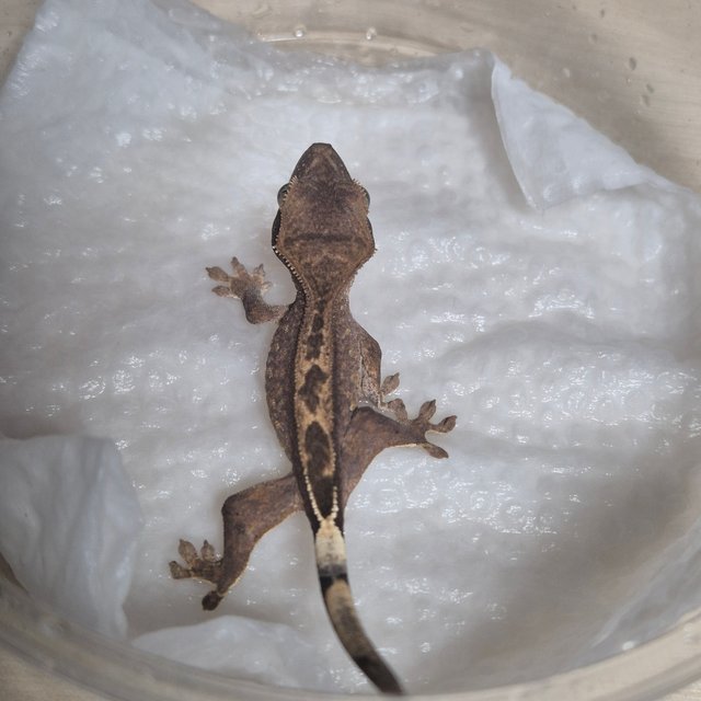 다크 팬텀 슈퍼스트라이프