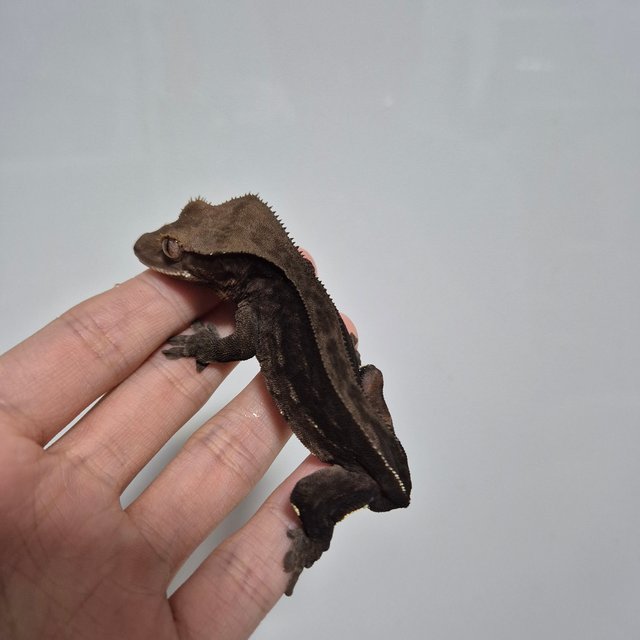 챠콜 팬텀 슈퍼스트라이프