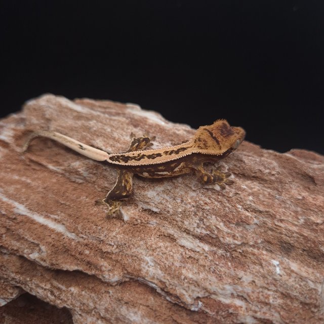 슈퍼스트라이프 핀스트라이프 쿼드