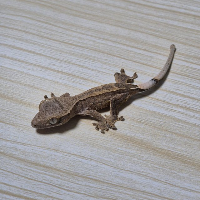 다크 팬텀 슈퍼스트라이프