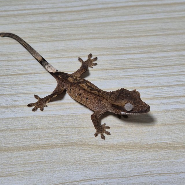 다크 팬텀 슈퍼스트라이프