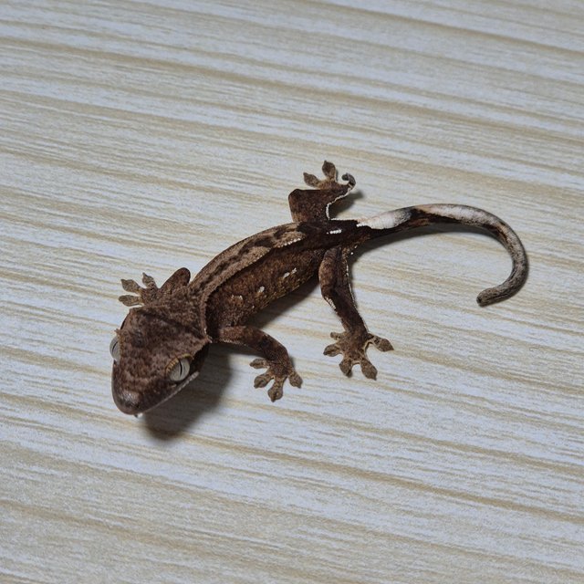 다크 팬텀 슈퍼스트라이프