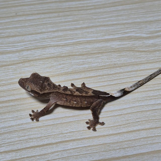 노멀 다크 팬텀