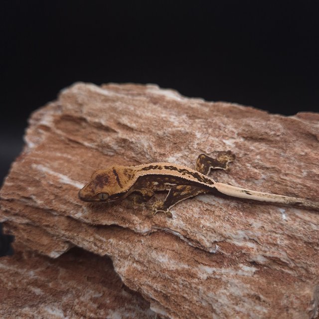 슈퍼스트라이프 핀스트라이프 쿼드