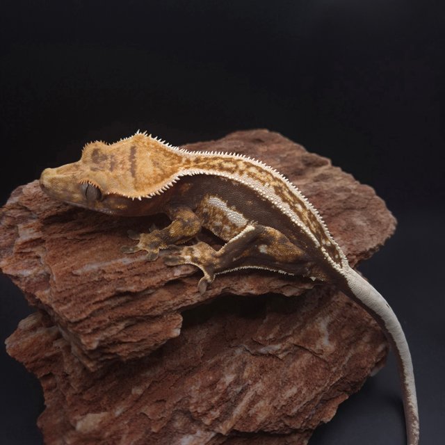 엠티백 슈퍼스트라이프