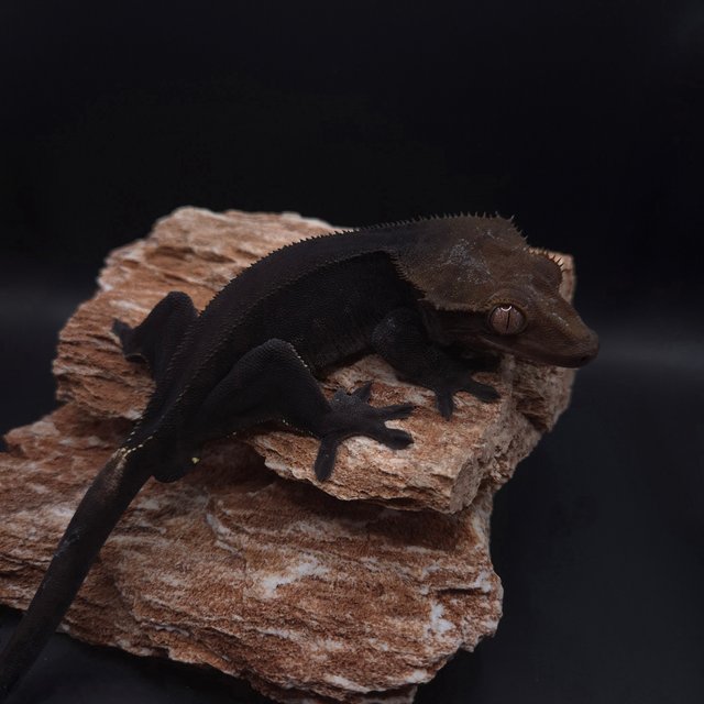 챠콜 슈퍼스트라이프