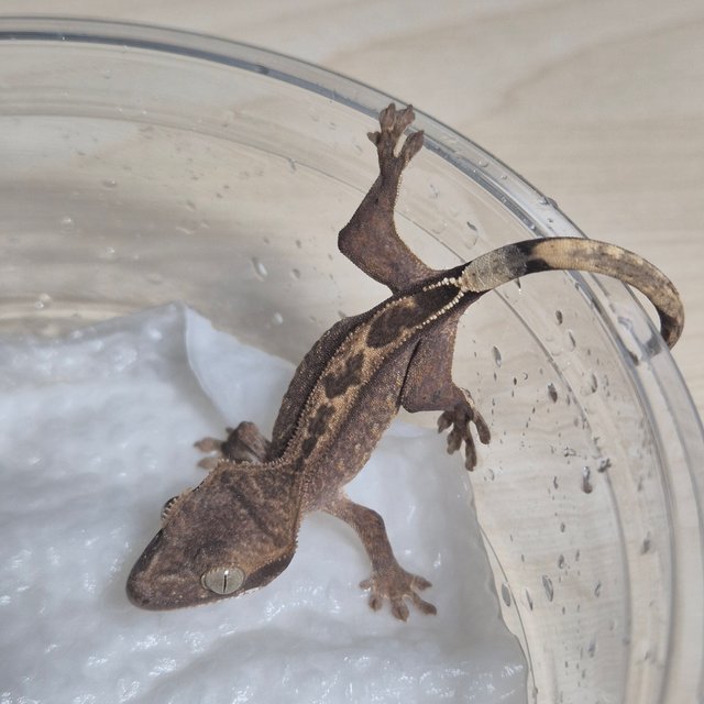 다크 팬텀 슈퍼스트라이프