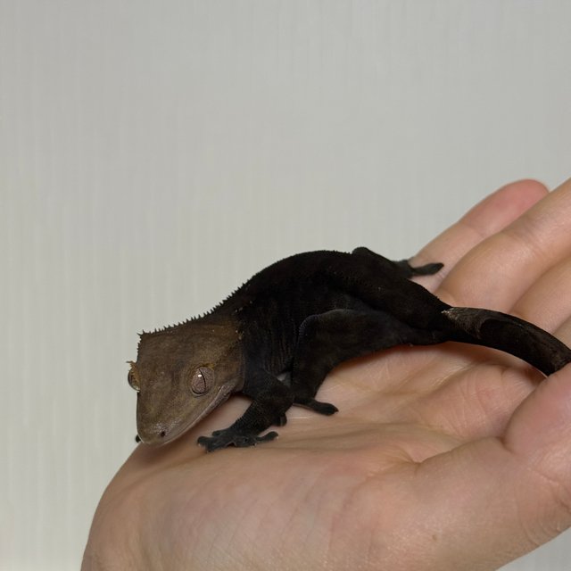 다크 팬텀 카푸치노