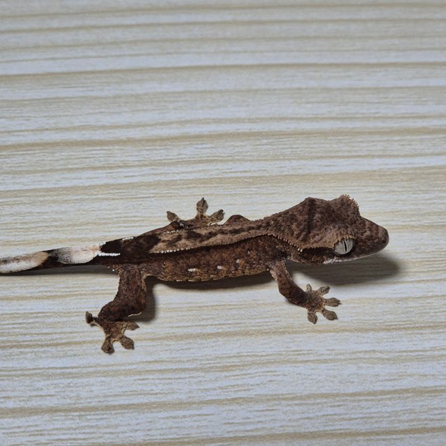 다크 팬텀 슈퍼스트라이프