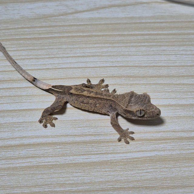 다크 팬텀 슈퍼스트라이프