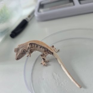 릴리 세이블 세이블 화이트 솔리드백