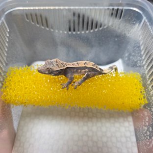 세이블4