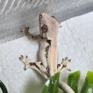 릴리화이트 솔리드백