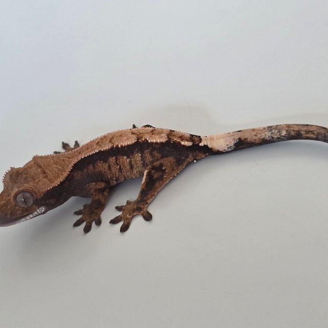 세이블 트라이 익스트림할리퀸 다크