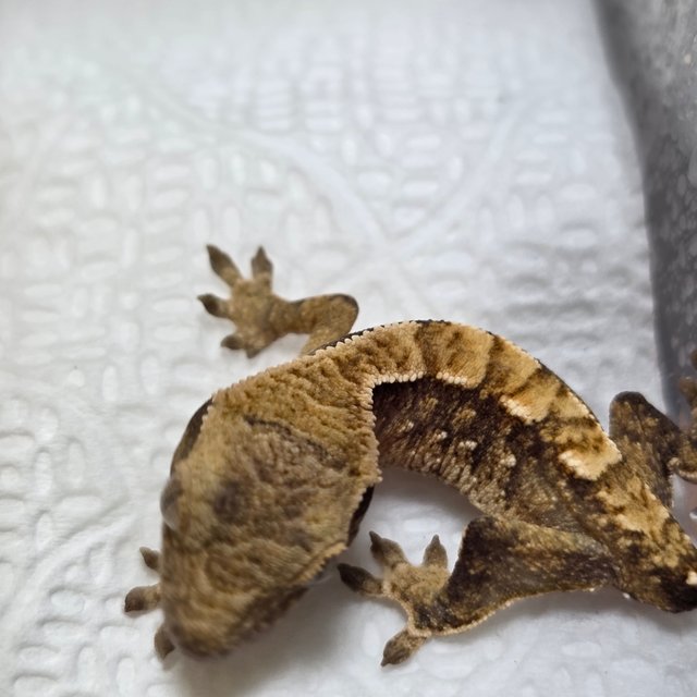 노멀 익스트림할리퀸 트라이