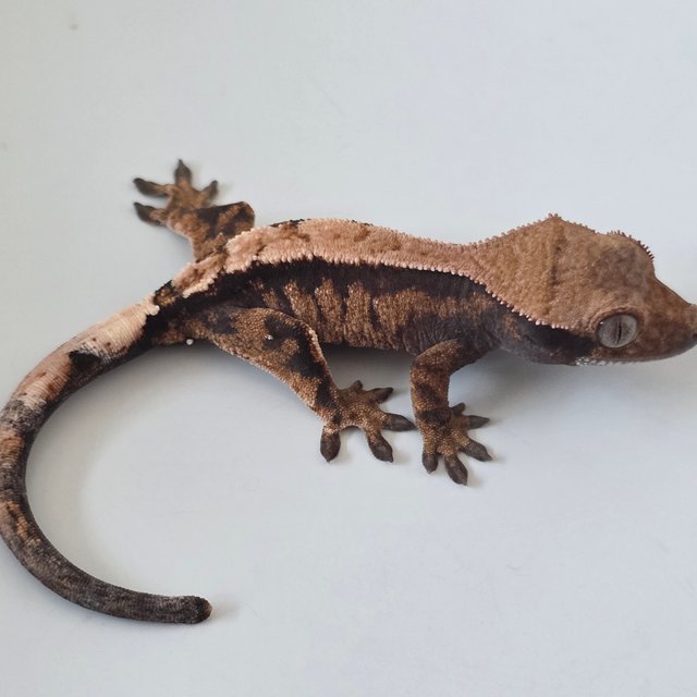 세이블 트라이 익스트림할리퀸 다크