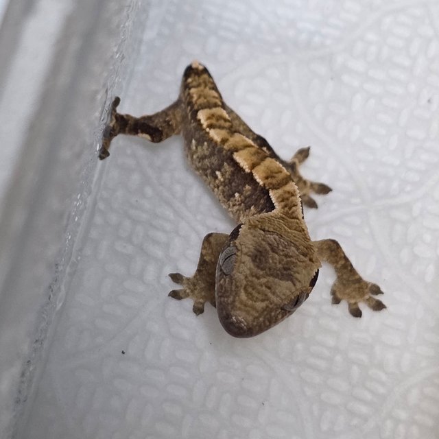 노멀 익스트림할리퀸 트라이