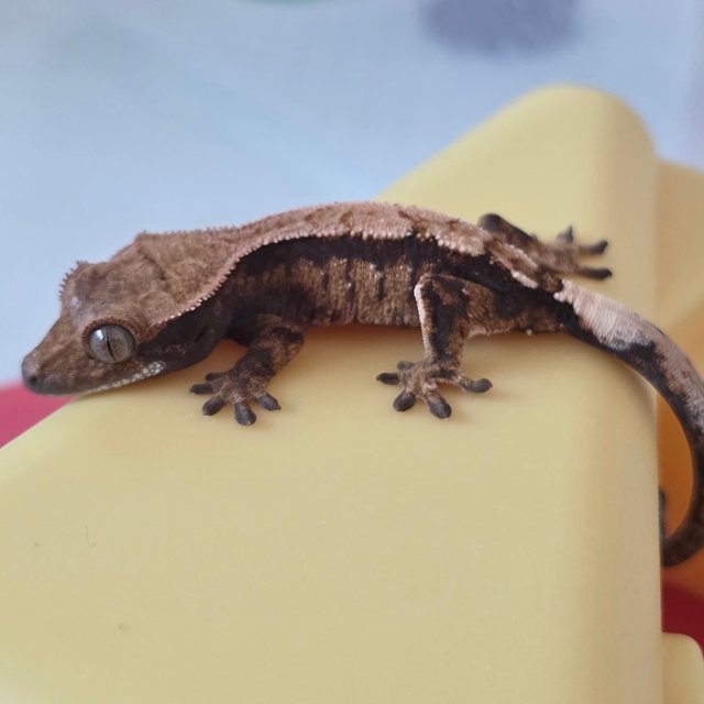 세이블 트라이 익스트림할리퀸 다크