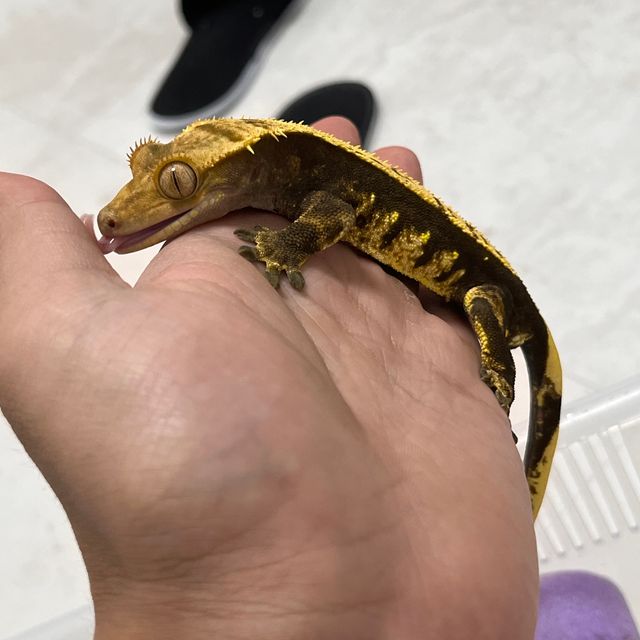 쿼드 다크