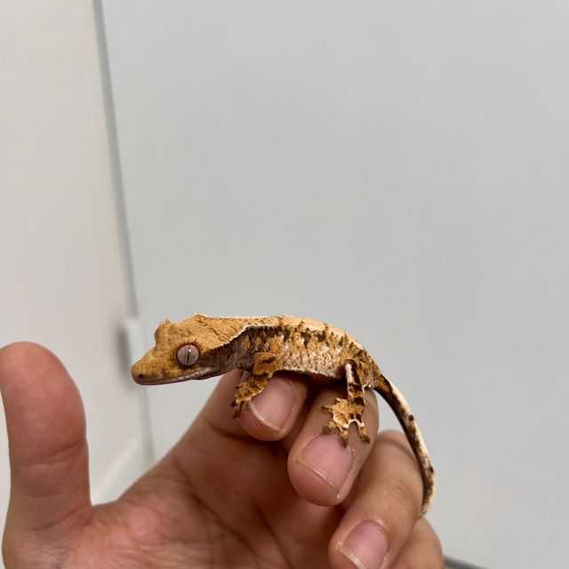 트라이