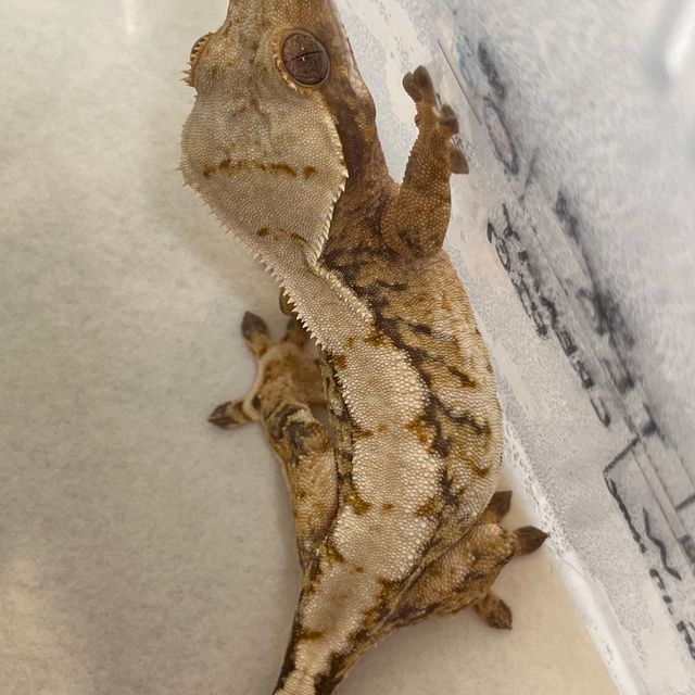 트라이