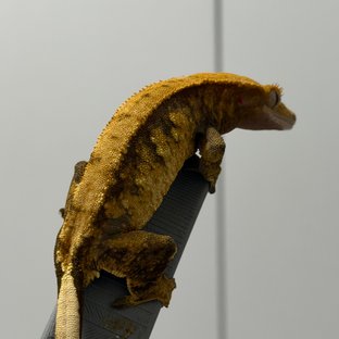 호랑