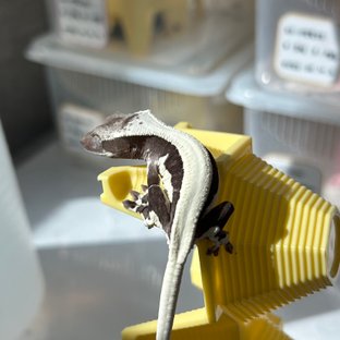 릴잔틱 솔리드백