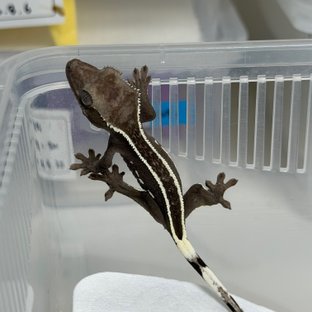 아잔틱 풀핀