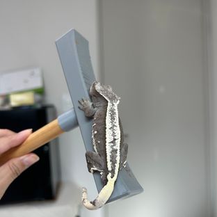 아잔틱