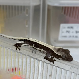 릴잔틱