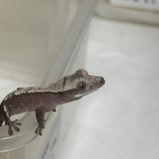 아잔틱