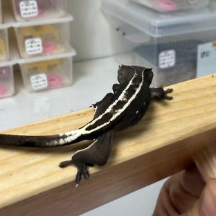 아잔틱