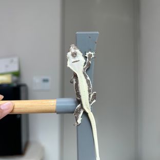 릴잔틱